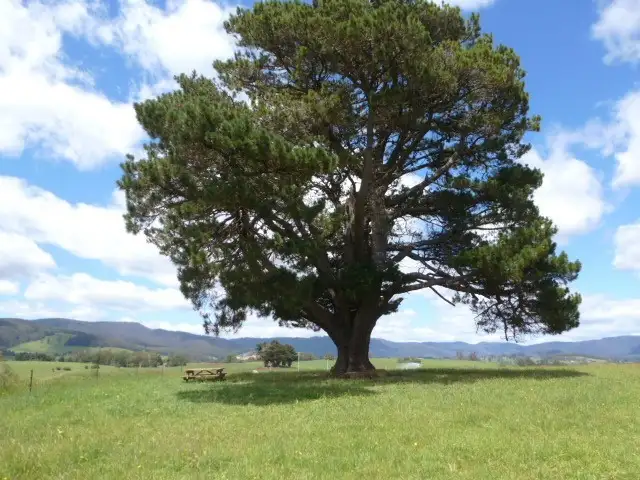 Main view of Homely rural property listing, * East Maurice Road, Ringarooma TAS 7263