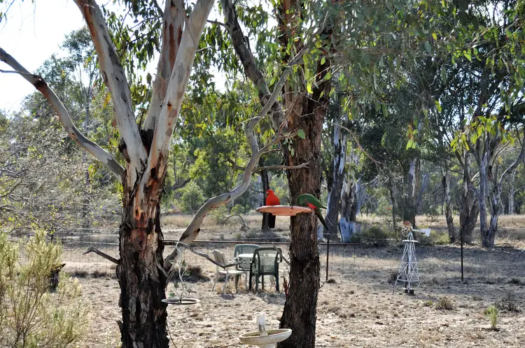 Main view of Homely rural property listing, 384 Blue Springs Road, Gulgong NSW 2852