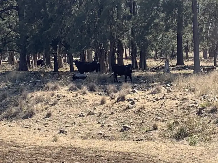 Fifth view of Homely land listing, 2245 Pembroke Road, Cassilis NSW 2329