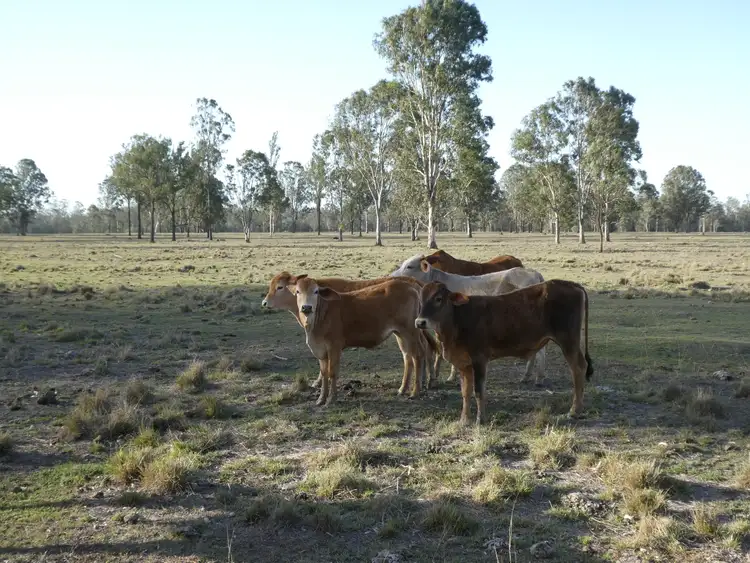Seventh view of Homely rural property listing, 70 Cloyne Road, Drinan QLD 4671