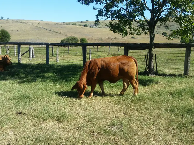 LOT 133 GLOSSOP ROAD, Dallarnil QLD 4621