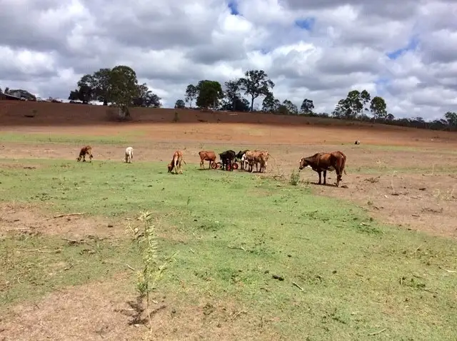 Main view of Homely rural property listing, 700 Watalgan Road, Waterloo QLD 4673