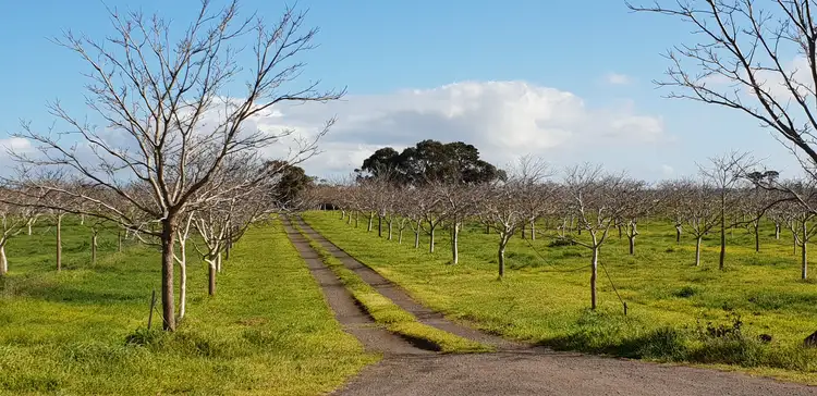 Main view of Homely rural property listing, 825 Nalangil Road, Corunnun VIC 3249