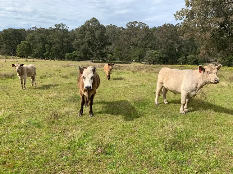 Third view of Homely rural property listing, 36 Greys Lane GIRVAN Via, Stroud NSW 2425