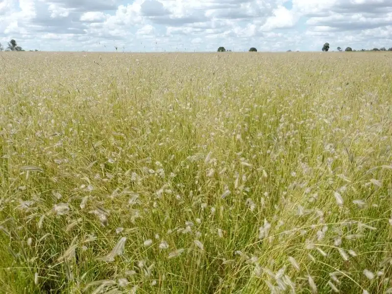 Main view of Homely rural property listing, Address available on request