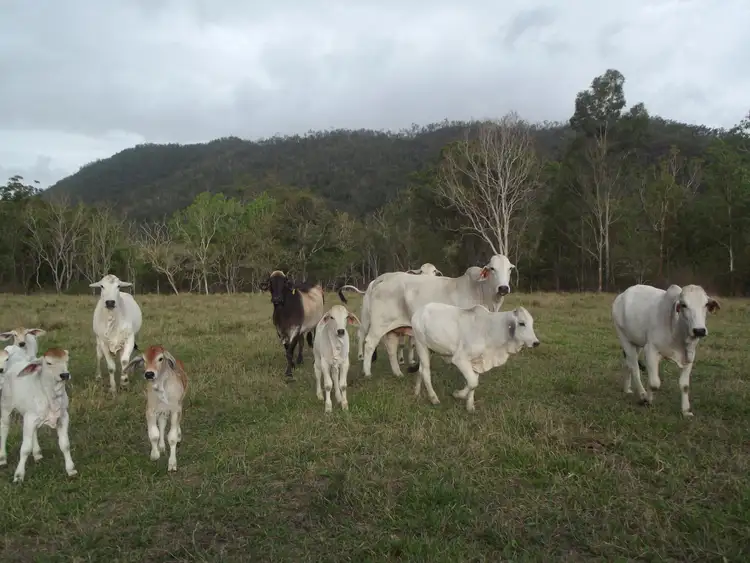 Fourth view of Homely rural property listing, Address available on request