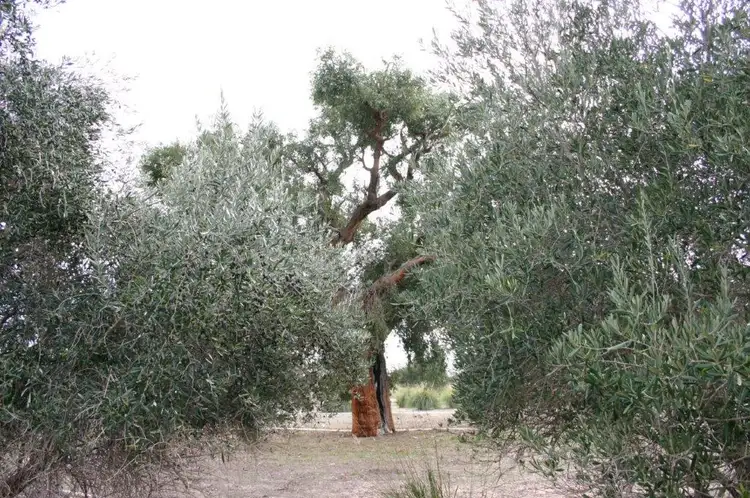 Sixth view of Homely rural property listing, 28 Teal Park Rd, Neergabby WA 6503