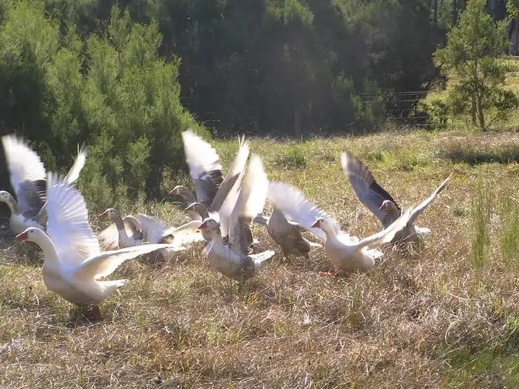 Sixth view of Homely rural property listing, 42 Old Berrara Road, Sussex Inlet NSW 2540