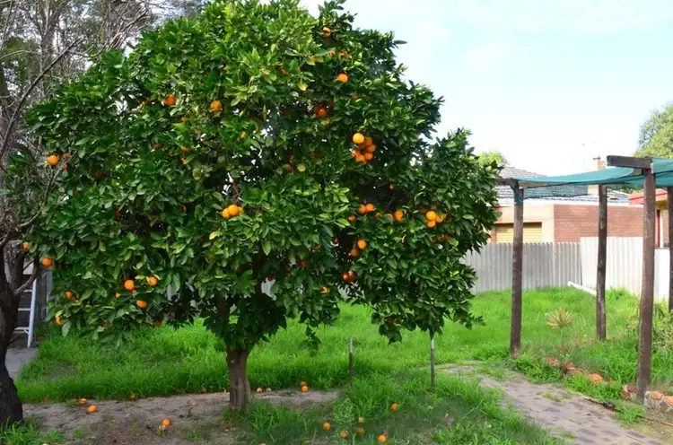 26 Gosnells Road West, Maddington WA 6109