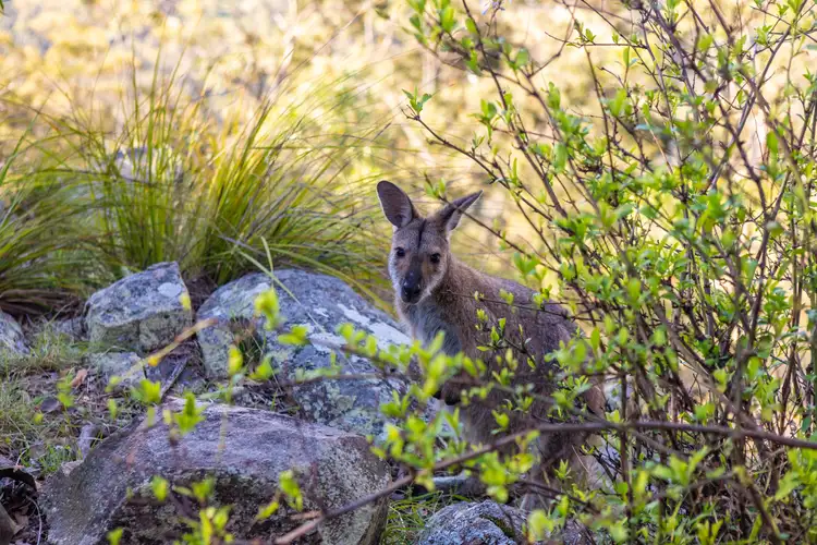 Fifth view of Homely rural property listing, 541 Moonabung Road, Vacy NSW 2421