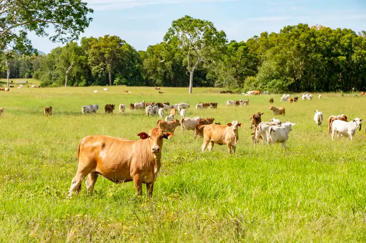 Fourth view of Homely rural property listing, 471 Olletts Road, Habana QLD 4740