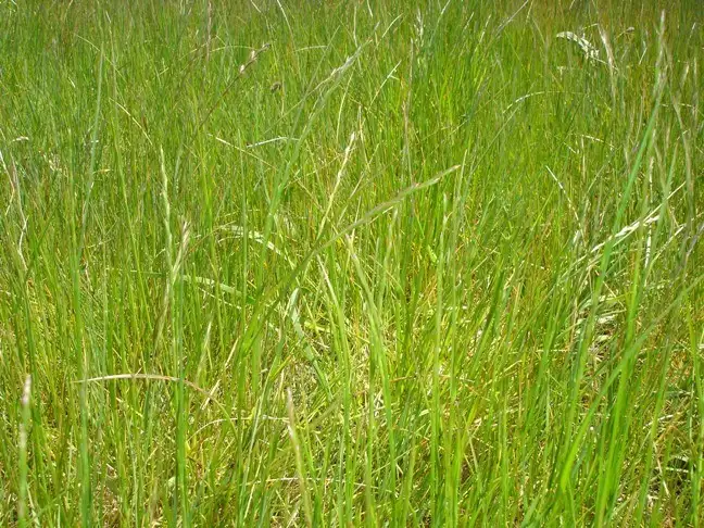 LOT 1, 7 Eucalyptus Court, Broadford VIC 3658