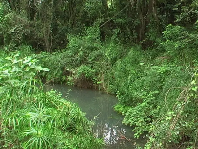 Main view of Homely rural property listing, 1619 Mirani-Mt Ossa Road, Dows Creek QLD 4754