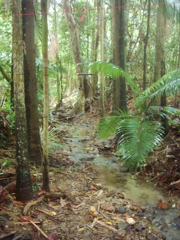 Fifth view of Homely rural property listing, 1619 Mirani-Mt Ossa Road, Dows Creek QLD 4754