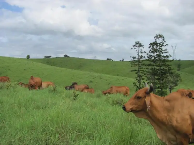 Seventh view of Homely rural property listing, 365 MINGO ROAD, GOOD NIGHT, Gin Gin QLD 4671