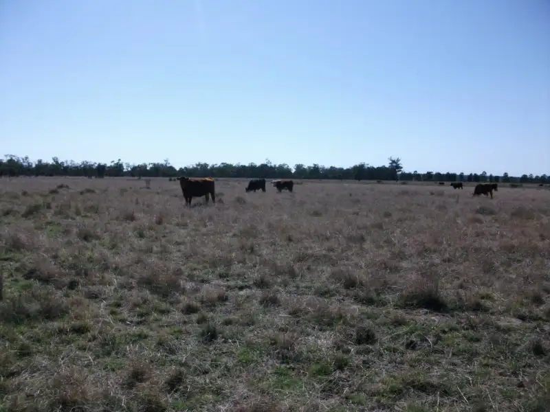 Main view of Homely rural property listing, 226 Wambianna Rd, Wyaga QLD 4390