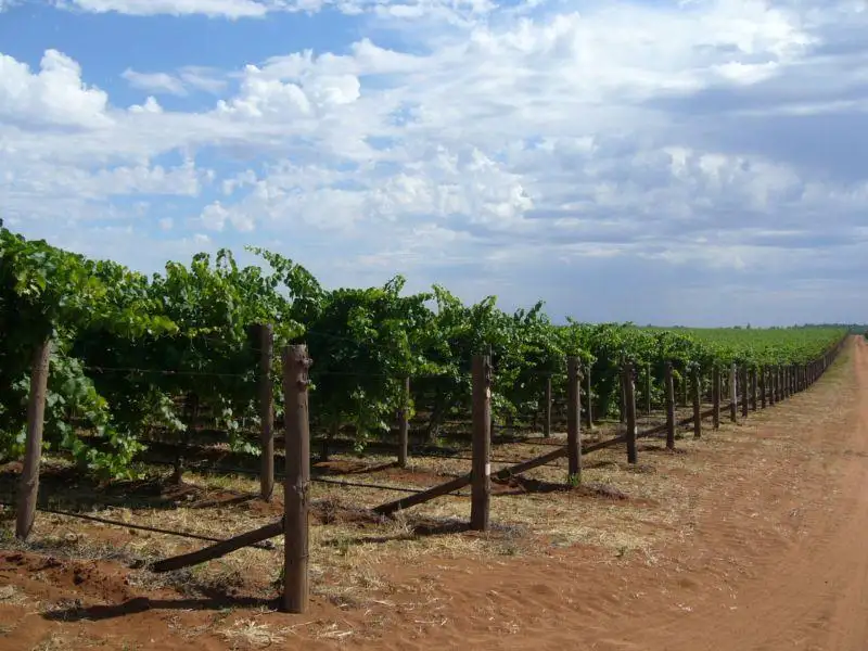 Main view of Homely rural property listing, 3030 Murray Valley Highway, Robinvale VIC 3549