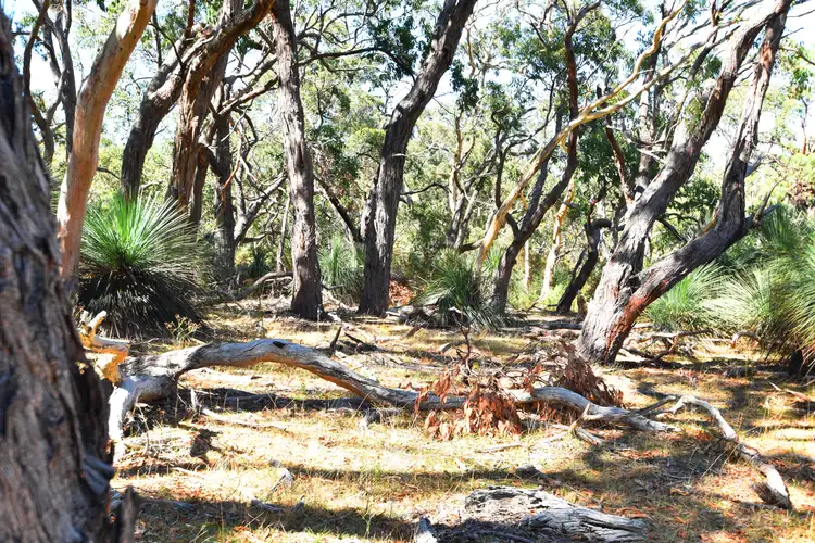 Sixth view of Homely land listing, LOT 19 Forest Rd, Delamere SA 5204