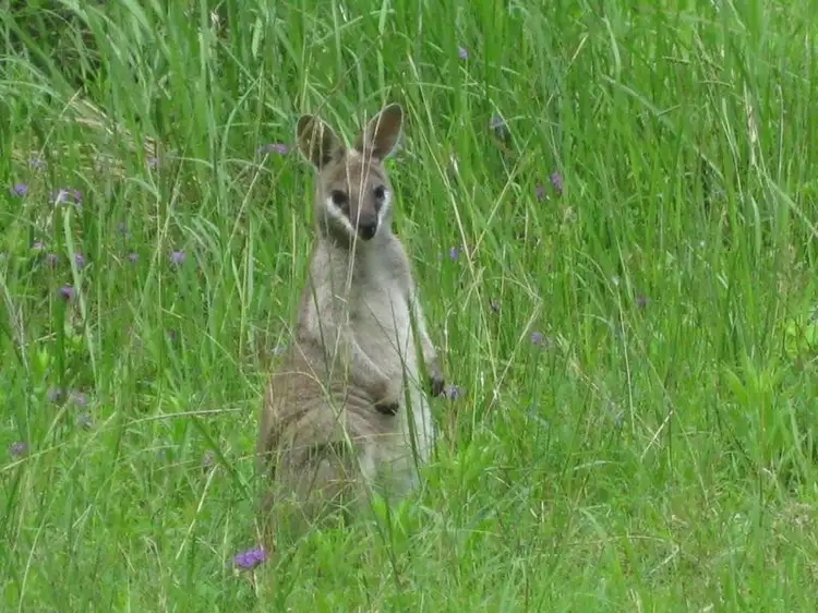 Sixth view of Homely land listing, LOT 17 LAMINGTON NATIONAL PARK ROAD, Cainbable QLD 4285