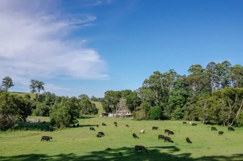 Main view of Homely land listing, 86 Nelsons Road, Dungog NSW 2420