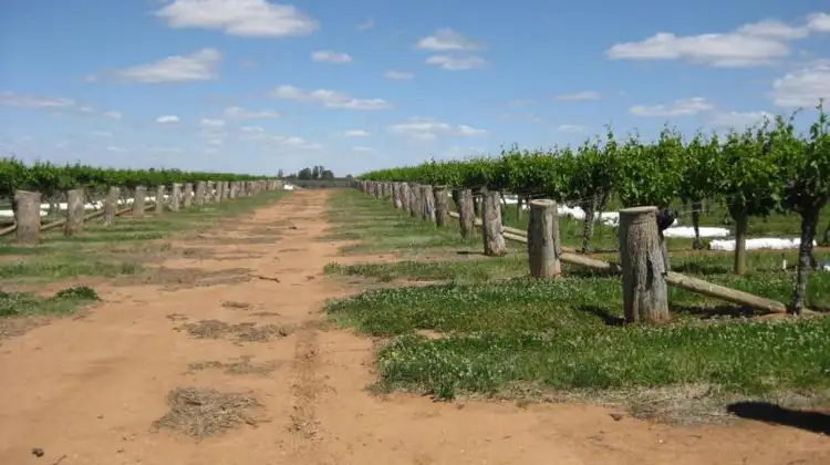 Seventh view of Homely rural property listing, 162 New Guinea Road, Robinvale VIC 3549