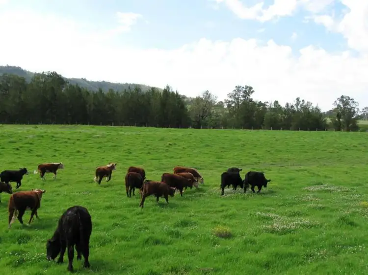 Sixth view of Homely rural property listing, 828 Upper Monkerai Road, Dungog NSW 2420