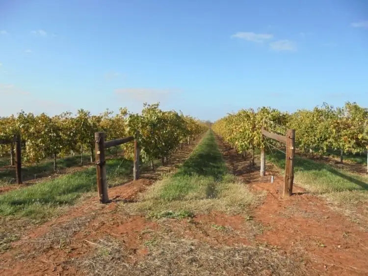 Main view of Homely rural property listing, 59B Murray Valley Highway, Robinvale VIC 3549