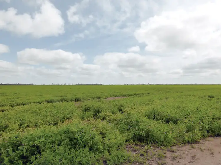 Main view of Homely rural property listing, Antwerp-Warracknabeal Road, Dimboola VIC 3414
