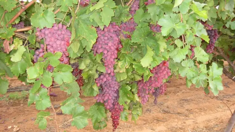 Third view of Homely rural property listing, 4E Satelberg Road, Robinvale VIC 3549