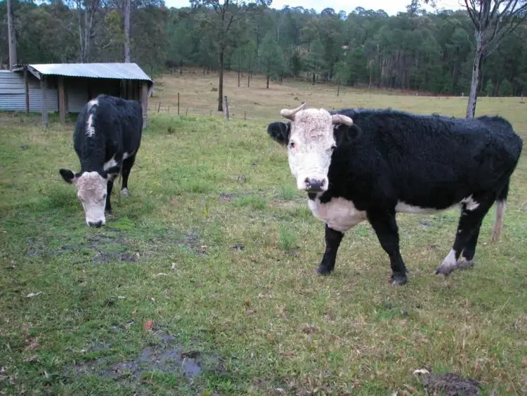 Sixth view of Homely rural property listing, Address available on request