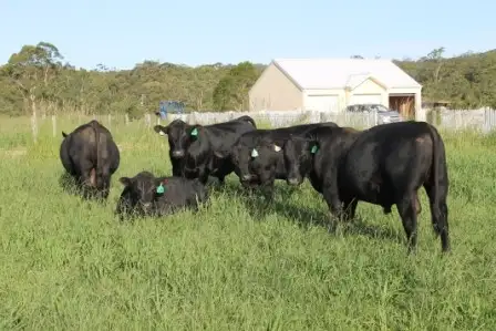 Fourth view of Homely rural property listing, Lot 1 1369 Booral Road, Girvan NSW 2425