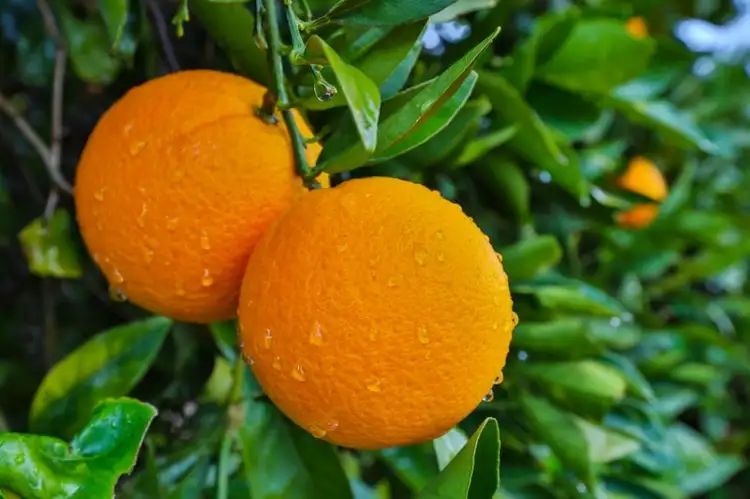 Second view of Homely rural property listing, 2770 Kulkyne Way, Nangiloc VIC 3494