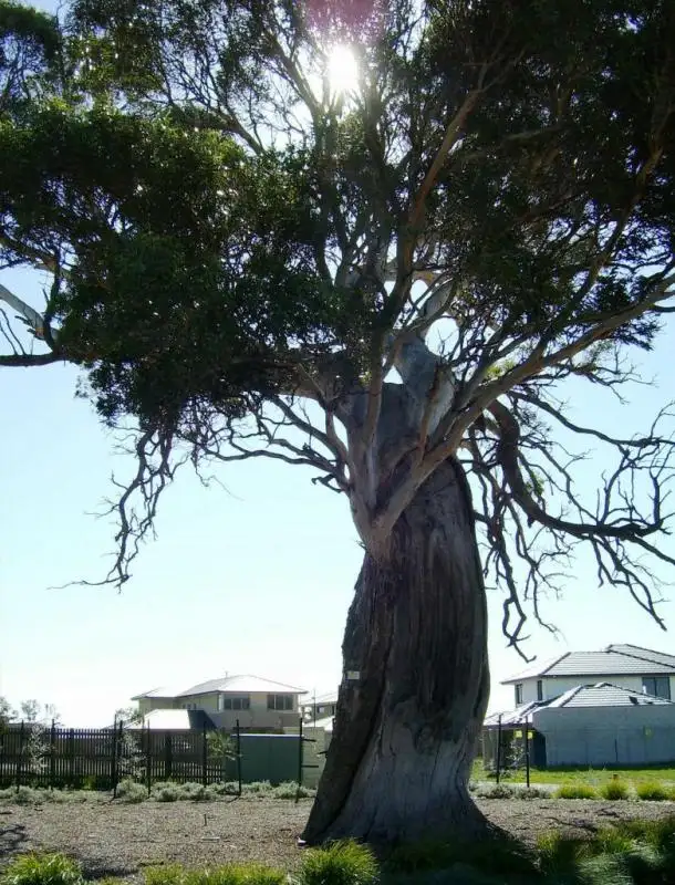 Second view of Homely land listing, 197 Sandhurst Boulevard, Sandhurst VIC 3977