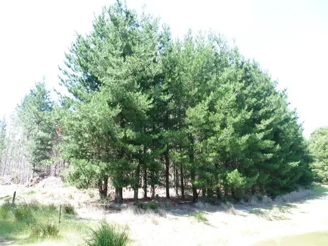 Second view of Homely land listing, ** Ten Mile Track, Scottsdale TAS 7260