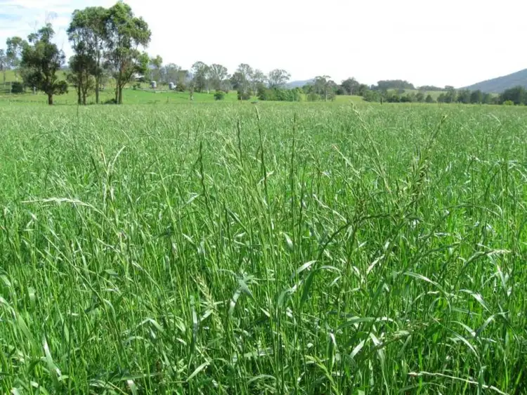 Fifth view of Homely rural property listing, 828 Upper Monkerai Road, Dungog NSW 2420