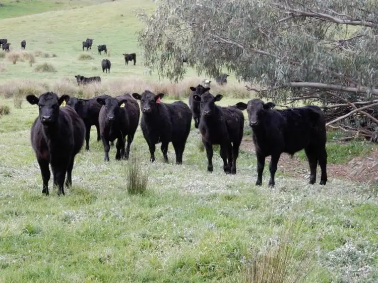 Fourth view of Homely rural property listing, 390 BURRANDANA ROAD, Wagga Wagga NSW 2650