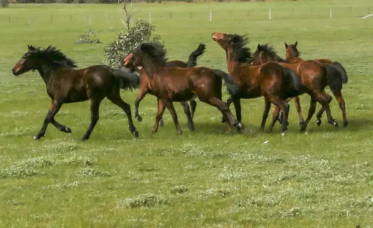 126 Andrew Street, White Hills VIC 3550