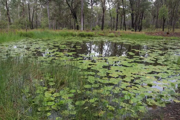 Fifth view of Homely house listing, 50 Billabong Way, Bucca QLD 4670