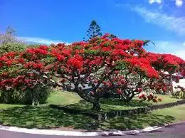 Second view of Homely house listing, 13 Barlow Way*, Balga WA 6061