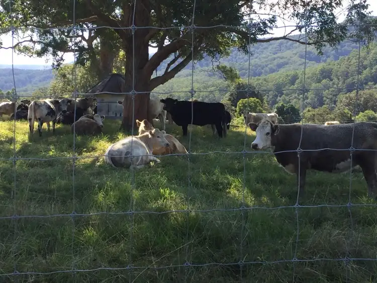 Seventh view of Homely land listing, 3565 Allyn River Road, Gresford NSW 2311