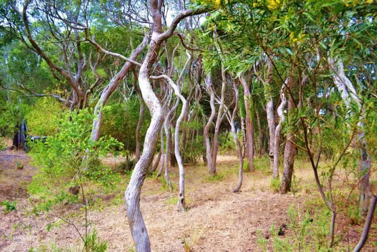 Third view of Homely land listing, 36 Phillipa St, Blairgowrie VIC 3942