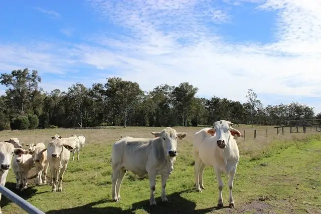 Fifth view of Homely land listing, 213 Ipswich-Boonah Rd, Purga QLD 4306