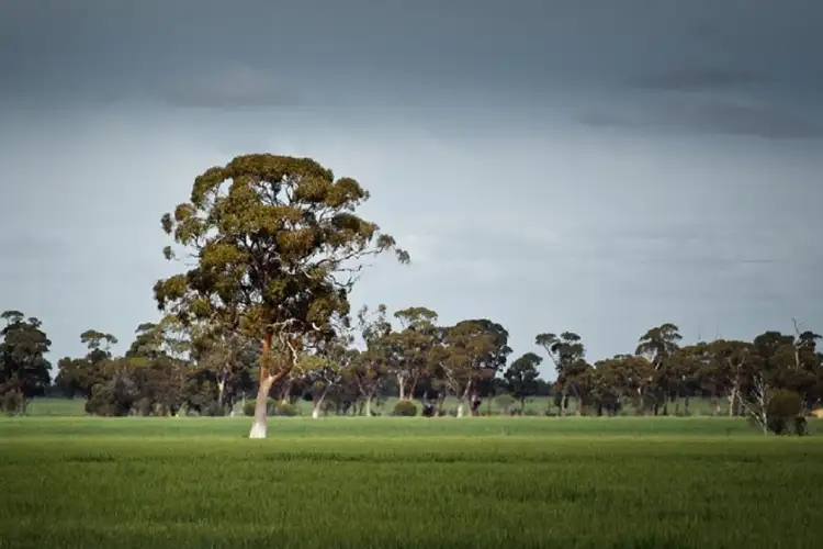 Seventh view of Homely rural property listing, 405 Comerford Road, Mukinbudin WA 6479