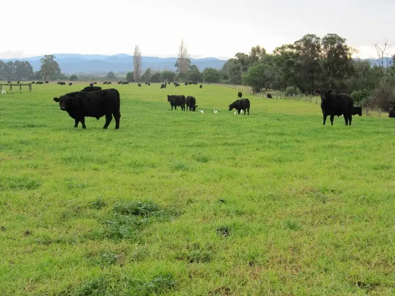 Main view of Homely rural property listing, 1199 Maffra-Briagolong Road, Boisdale VIC 3860
