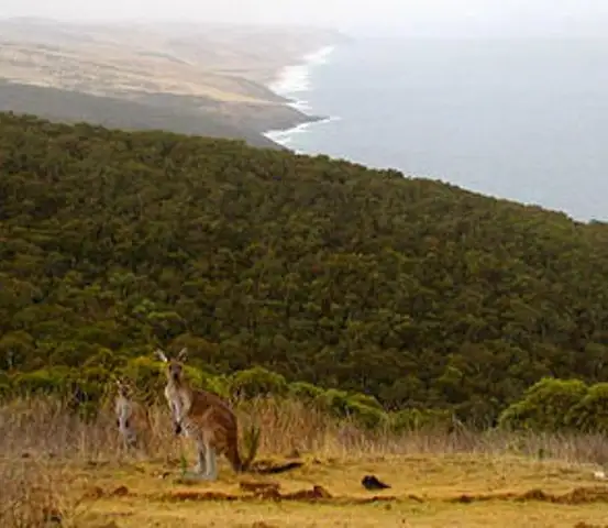Seventh view of Homely land listing, Lot 266 The Vines Dr, Normanville SA 5204
