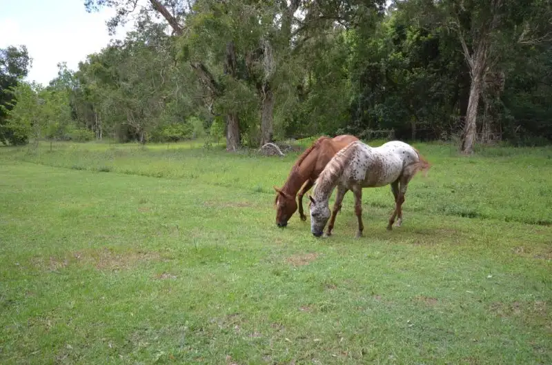 Main view of Homely land listing, 68-80 Blue Gum Drive, Canungra QLD 4275
