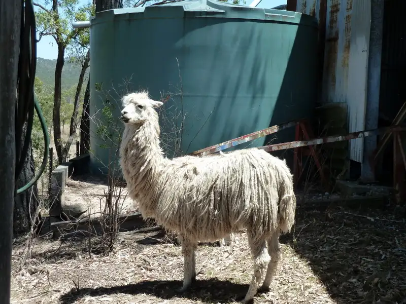 Main view of Homely rural property listing, 592 The Narrows Road, Mount Larcom QLD 4695