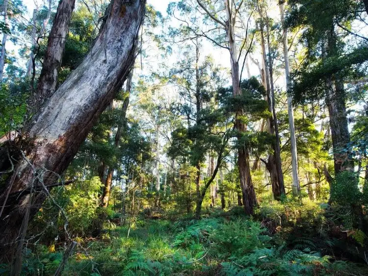 Sixth view of Homely land listing, 116 South Lyonville Road, Lyonville VIC 3461
