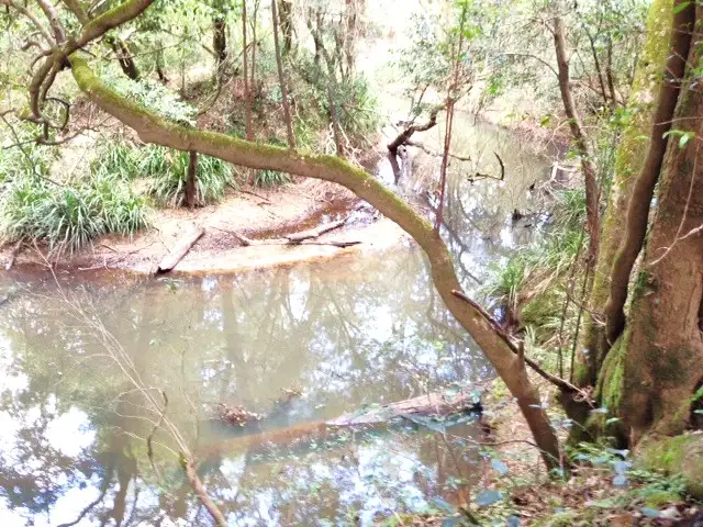 Main view of Homely rural property listing, 801 Kangaroo Creek Road, Coutts Crossing NSW 2460