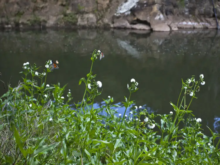 Fifth view of Homely house listing, 182 Lamington National Park Road, Canungra QLD 4275